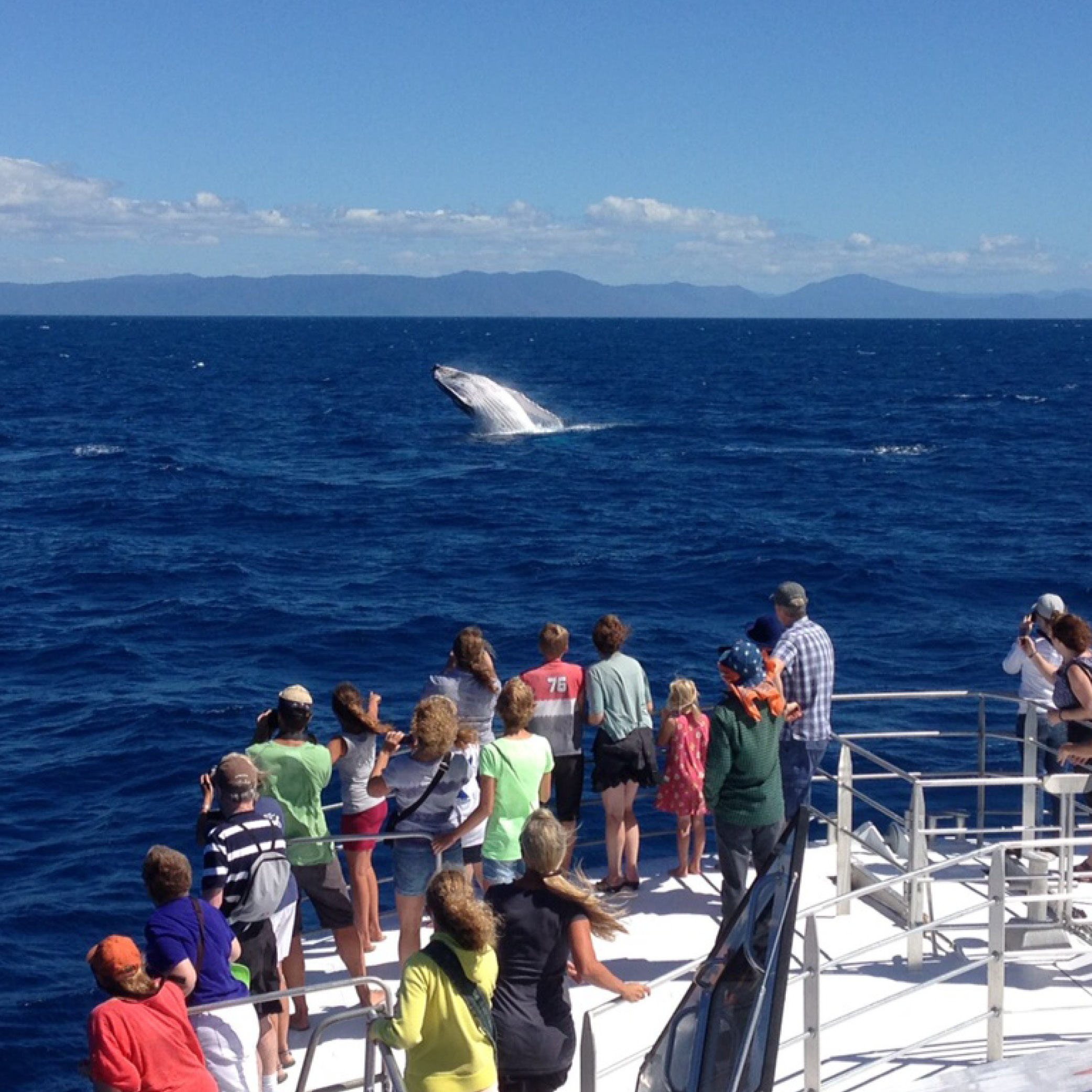 Cairns Whale Watching Tours