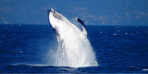 Cairns Whale Watching Tours