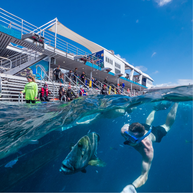 Snorkel at the Great Barrier Reef with Reef Magic